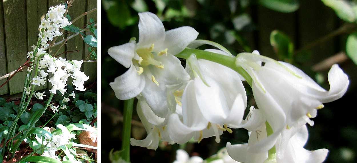 White bluebell.