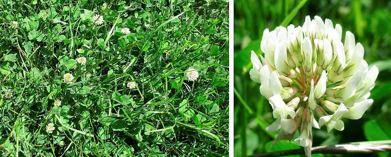 White clover.