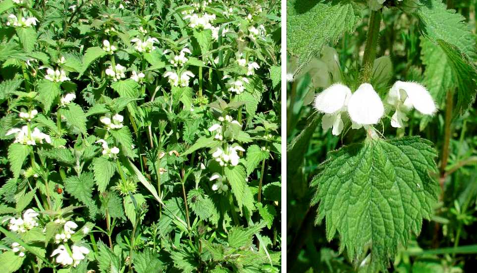 White deadnettle.