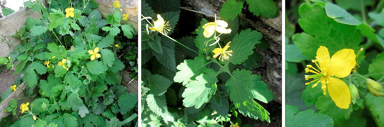 White mustard.