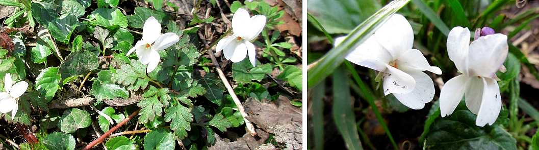 White violet.