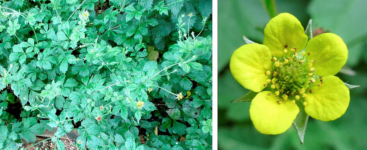Wood avens.