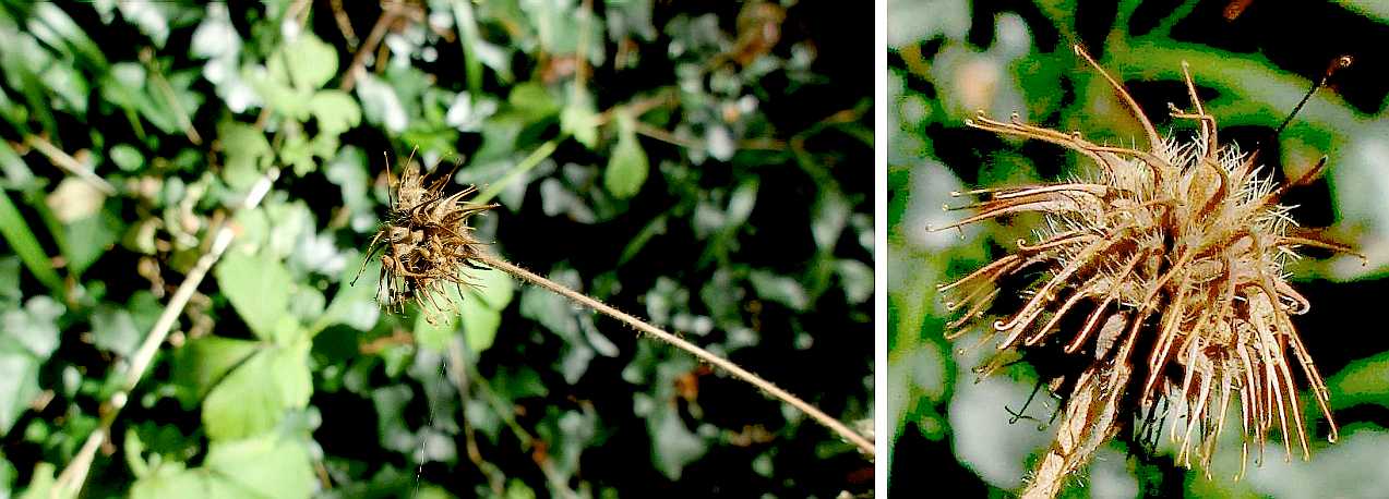 Wood avens 'fruit'.