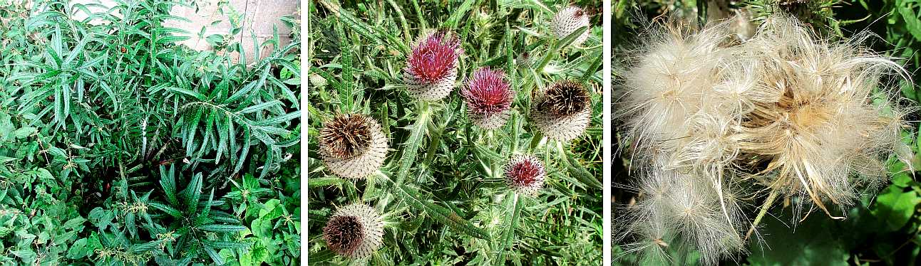 Woolly thistle.