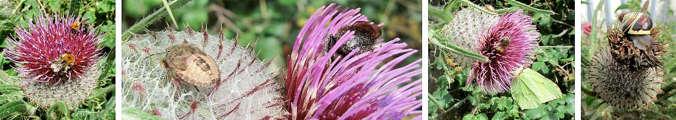 Visitors on woolly thistle.