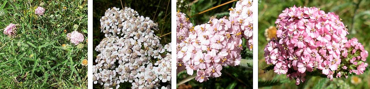 Yarrow.