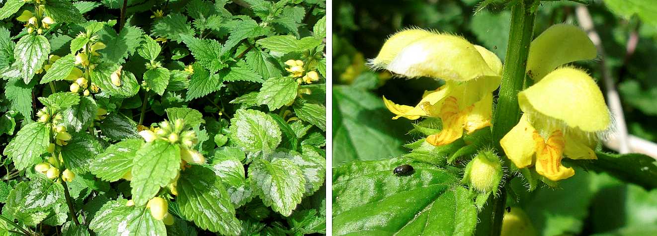 Yellow archangel.