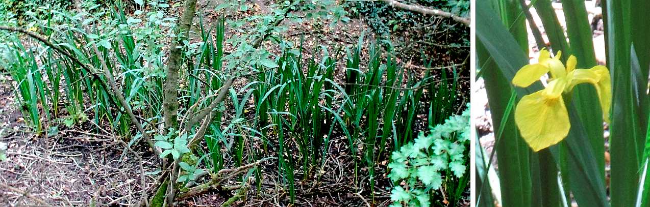 Yellow iris, yellow flag, or water iris.