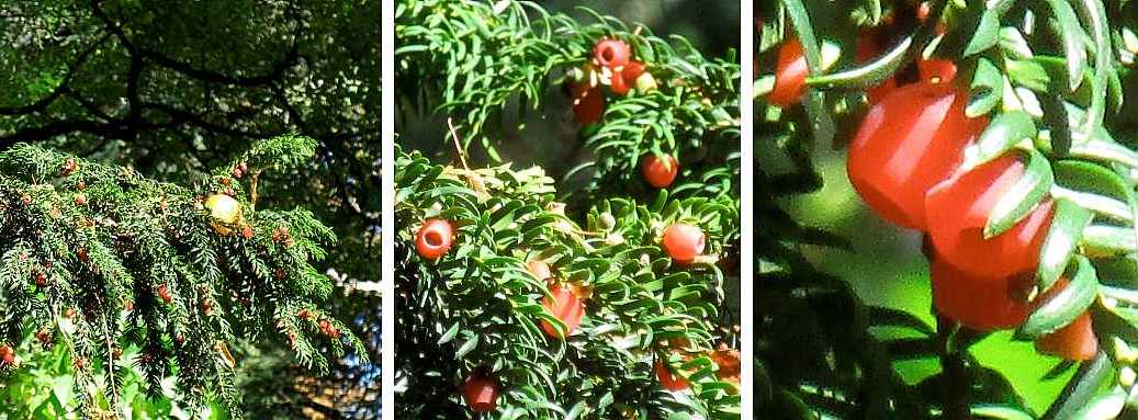 Yew with arils.