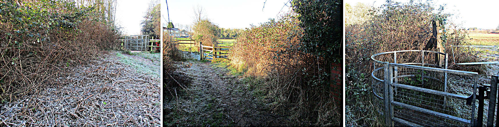 Bramble thickets cut back.