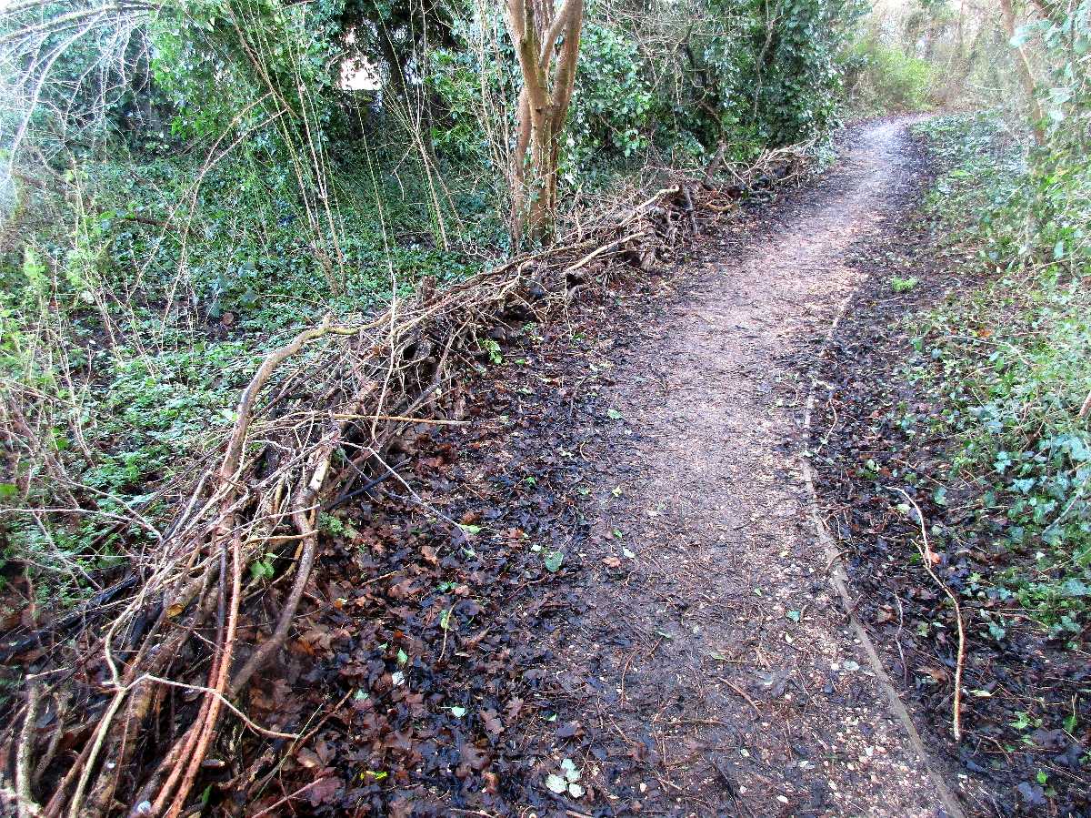 A mini dead hedge edge.