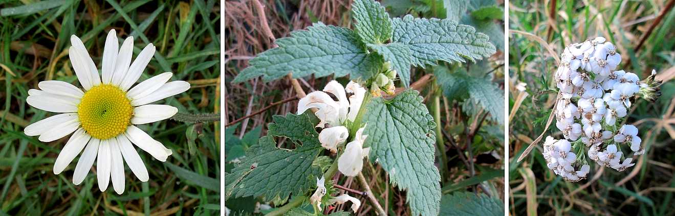 Winter flowers.