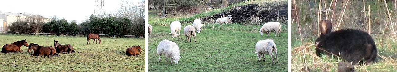 Grazing animals.