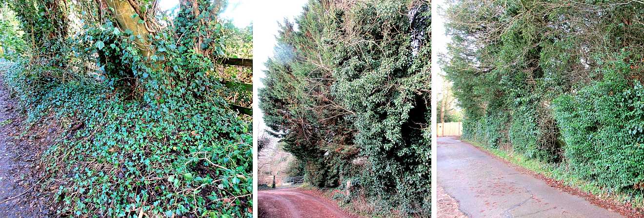 Evergreen features.