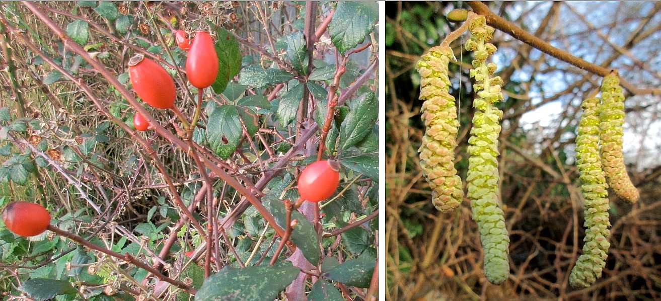 Rose hip and hazel catkin.