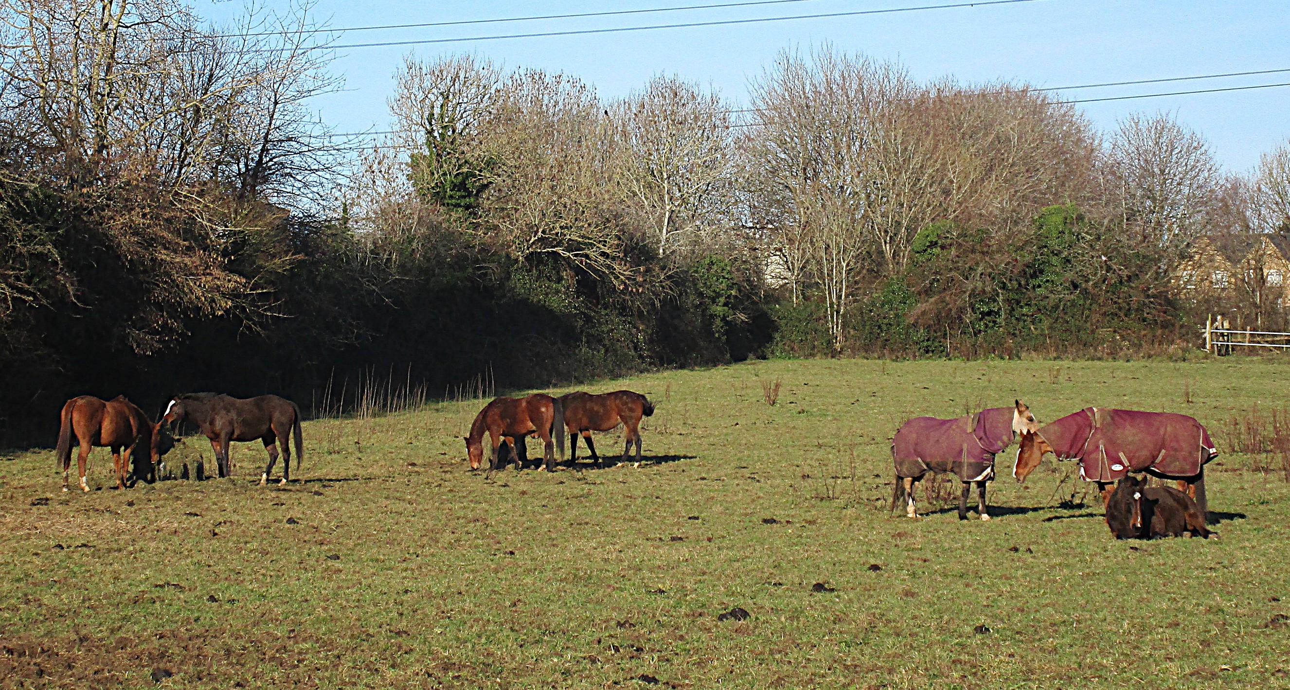 Horses at lwisure.