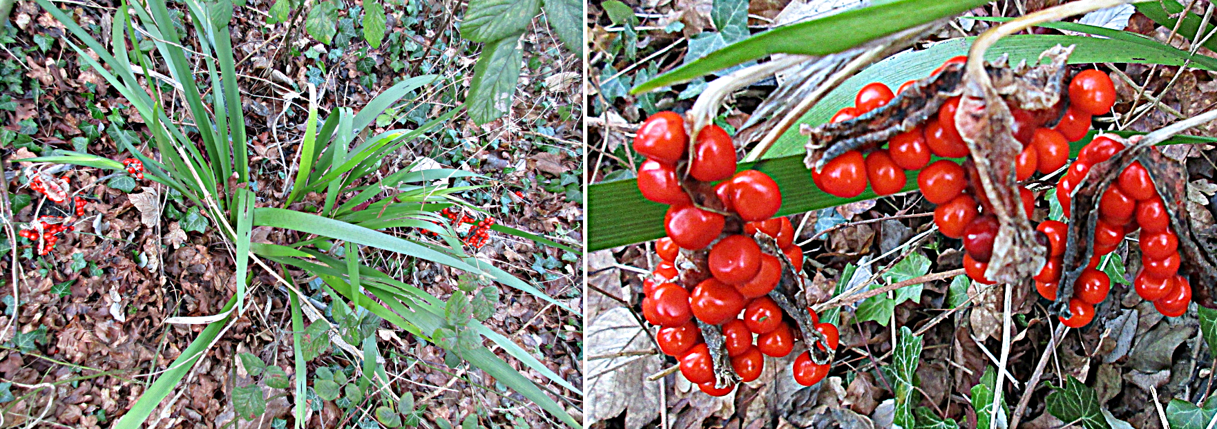 Iris with profuse showing of fruits.
