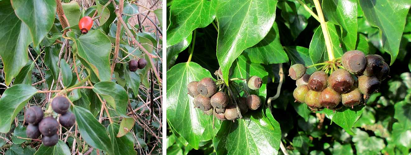 Ivy fruits.