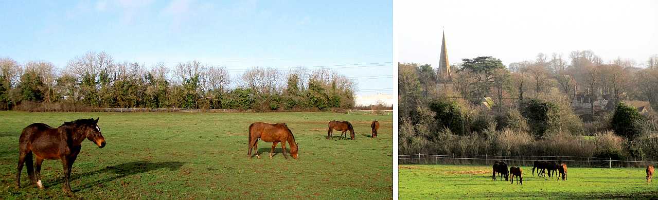 Horse pastures.