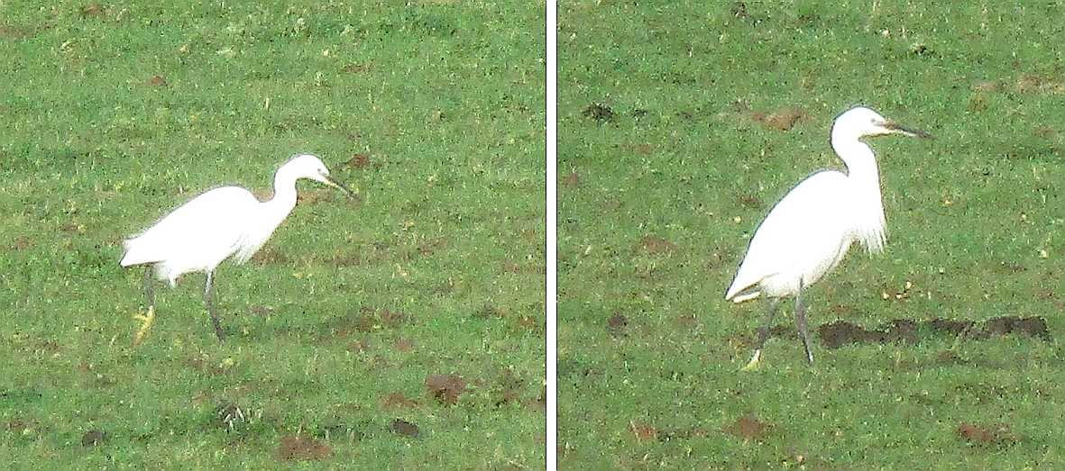 Little egret.