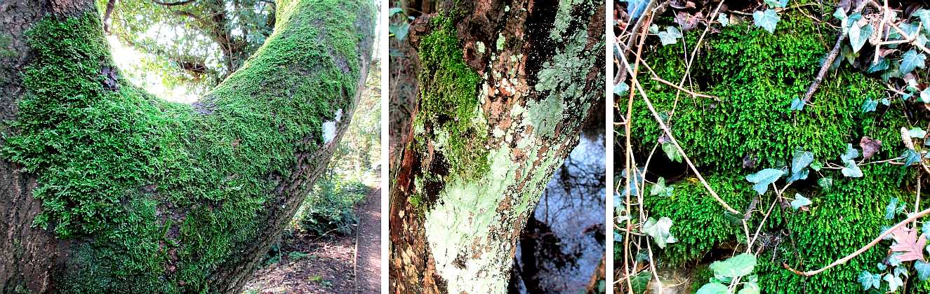 Moss and alga.