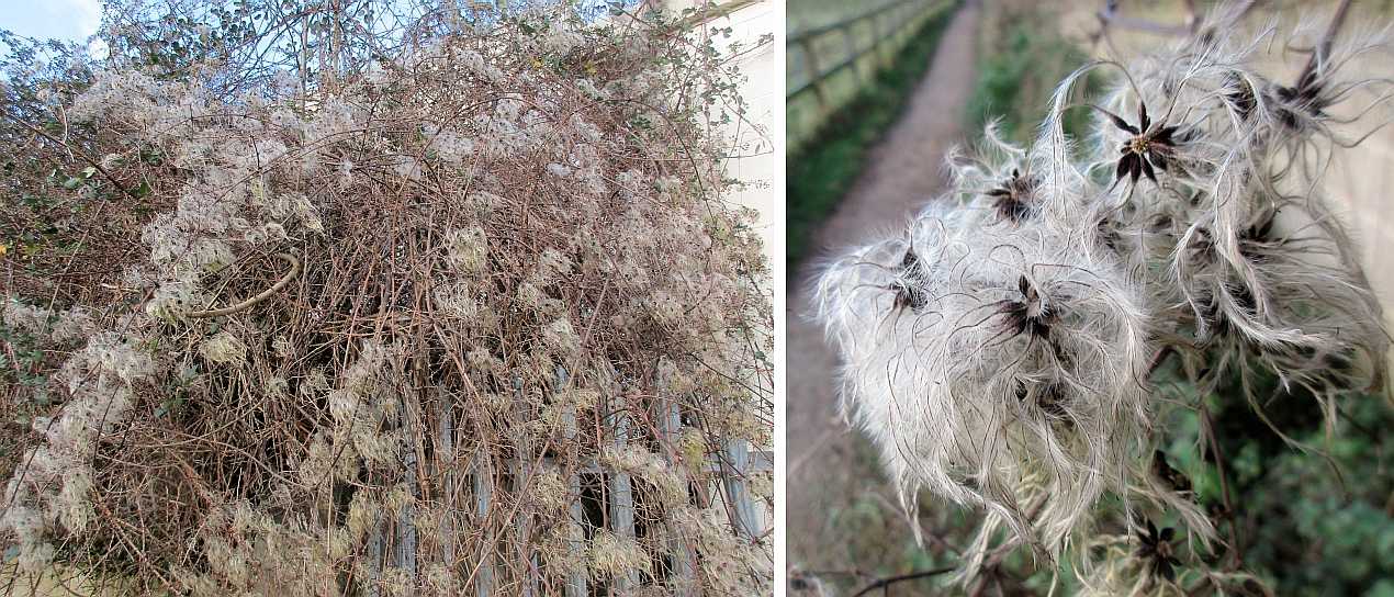 Old man's beard.