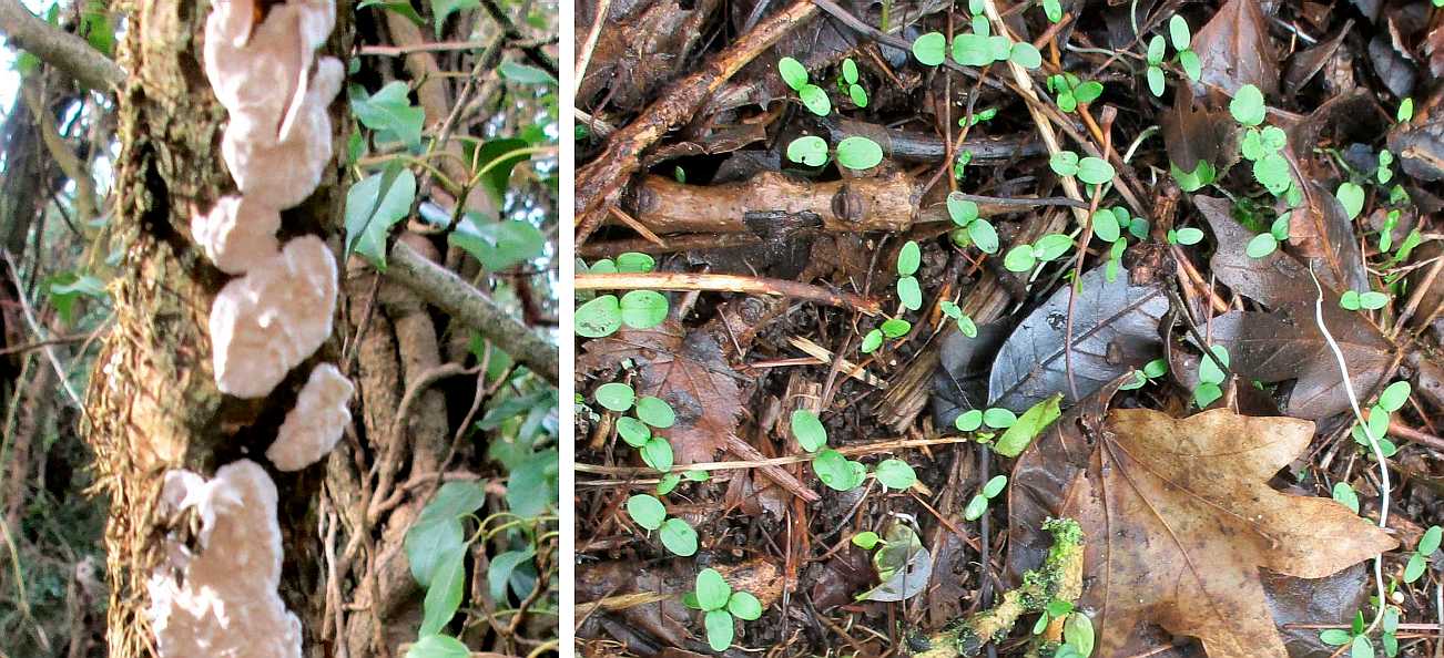 Fungus and seedlings.