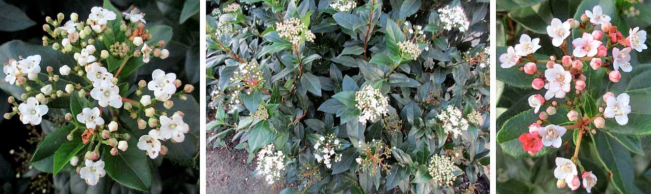Shrubs.