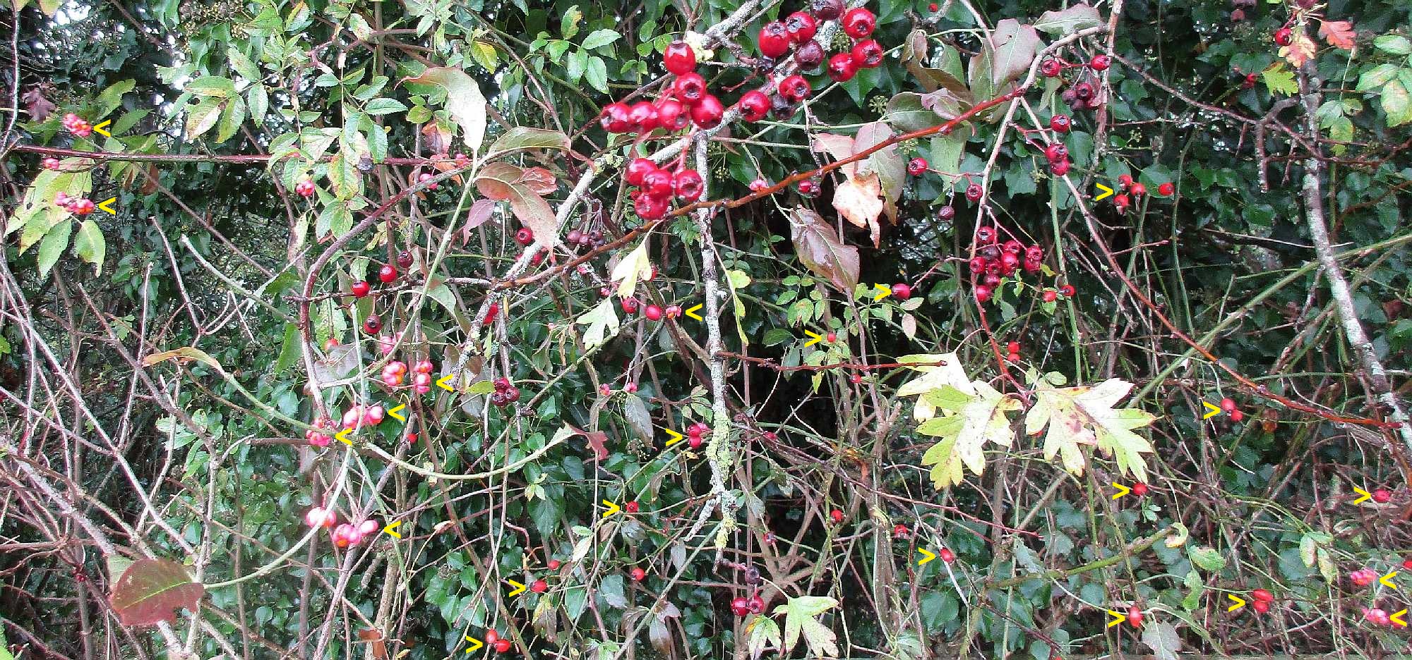 Hips, haws and spindle fruits.