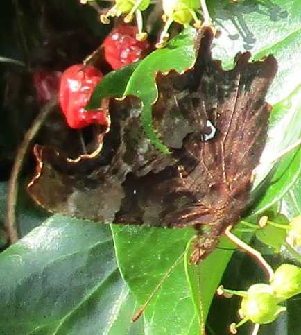 Comma underwing.