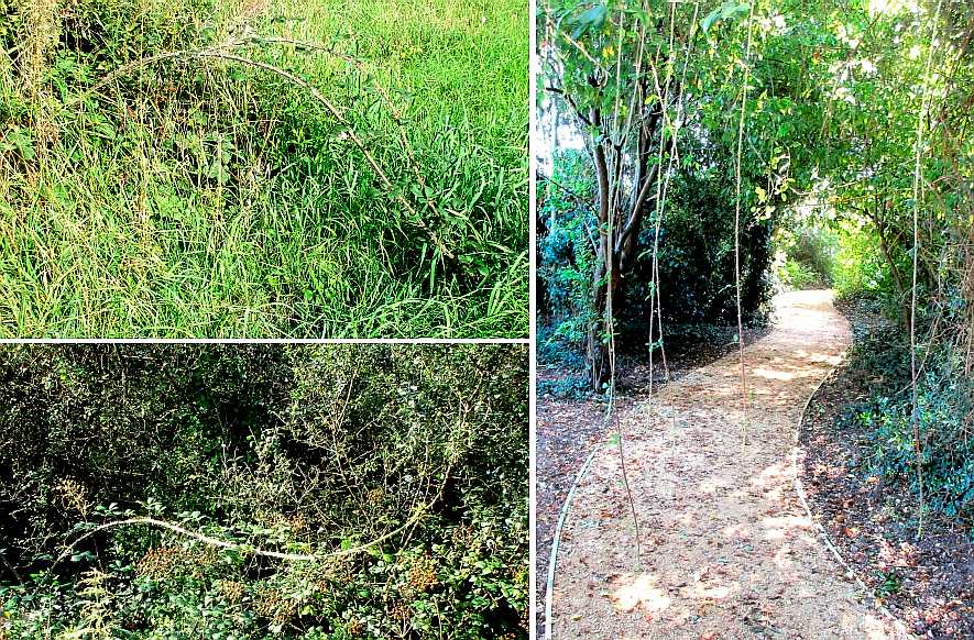 Extended bramble stems.
