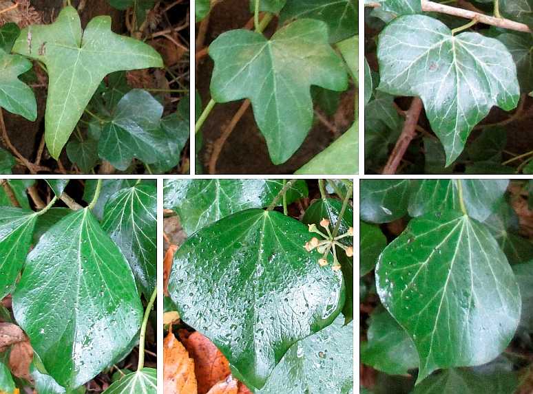 Various shapes of ivy leaves.