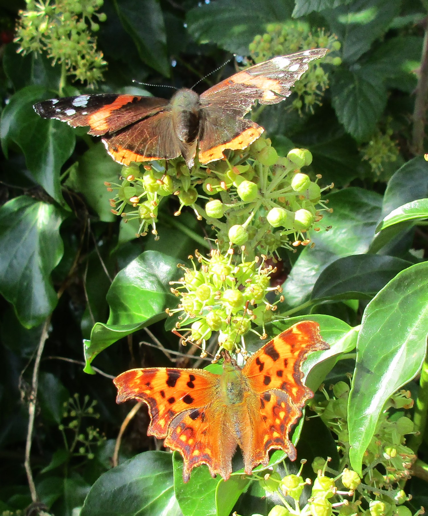 Ivy flowers with visitors.