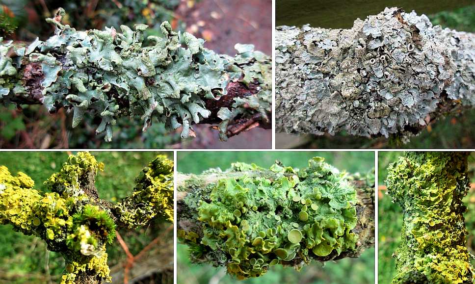Specimens of lichens.