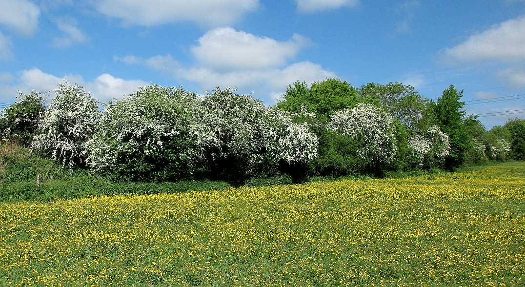 Hawthorn and buttercups.