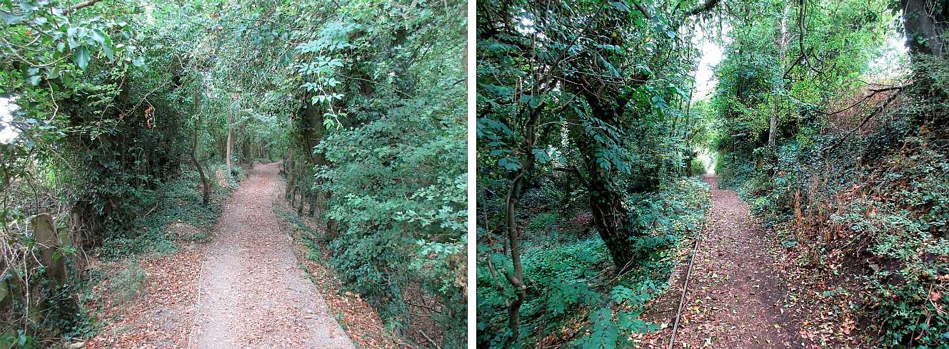 The towpath in summer.