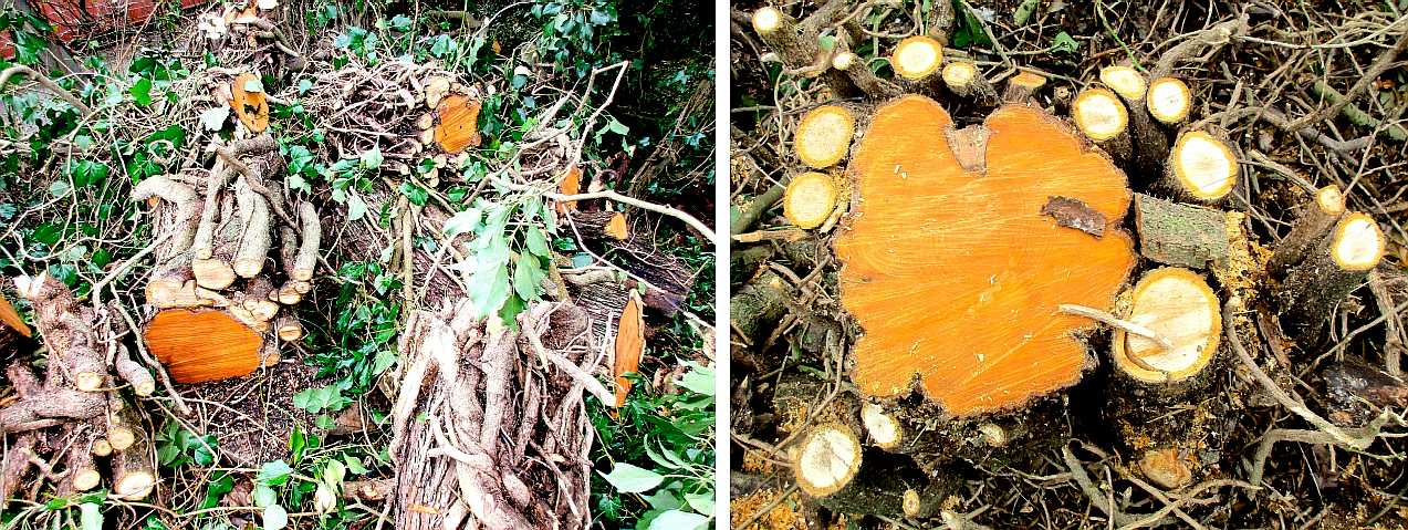 A tree stump with ivy.