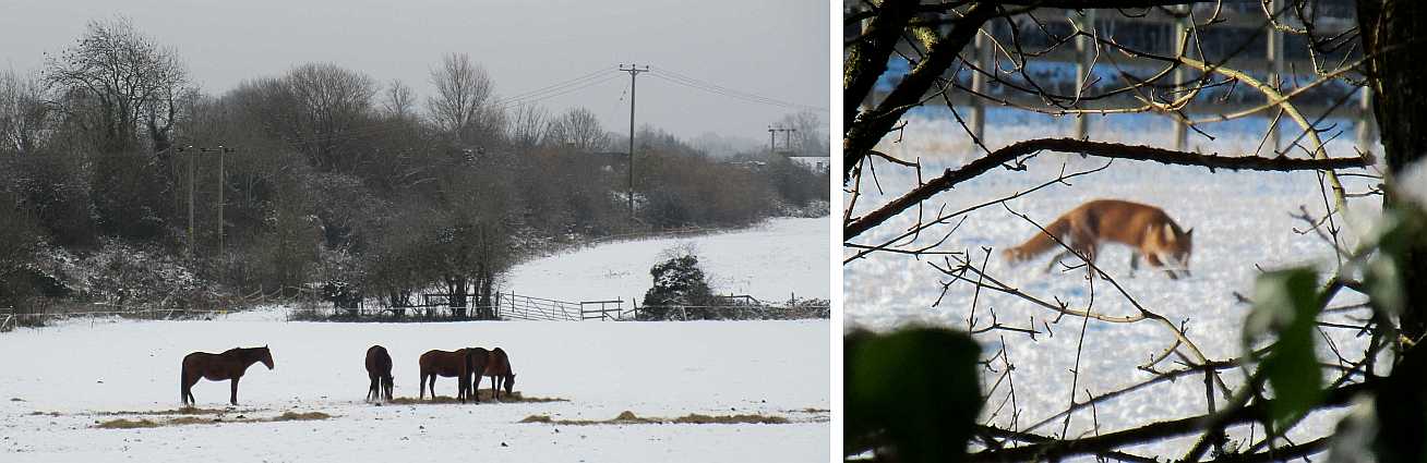 Horses and fox in snow.