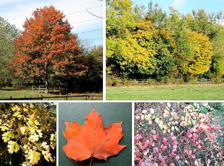 Signs of autumn.