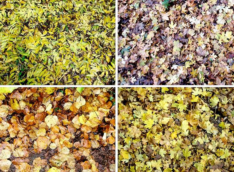 Autumn leaves on paths.