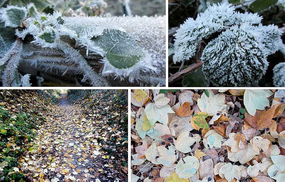 Frost crystals on vegetation.