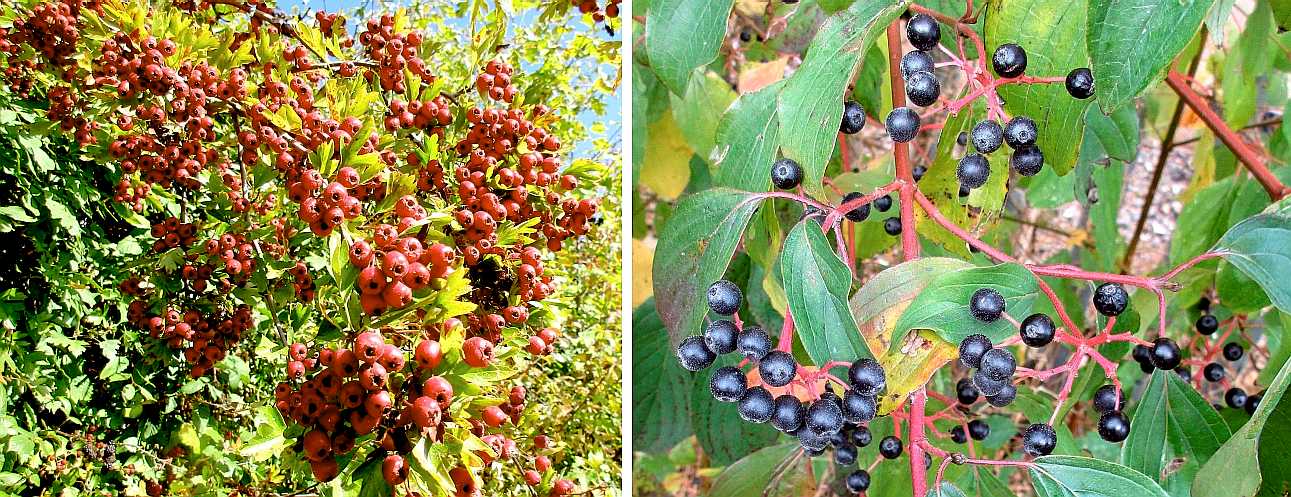 Hawthorn and dogwood berries.