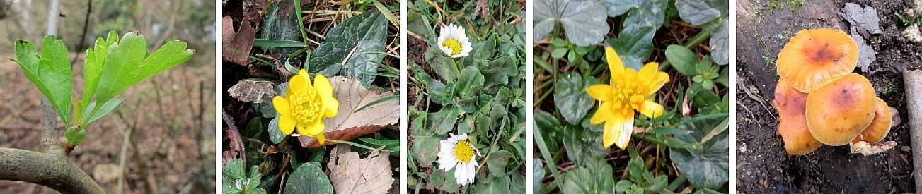 Early precursors of spring.