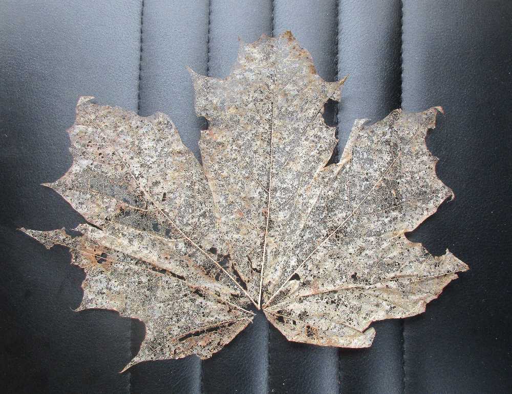 A skeleton leaf.