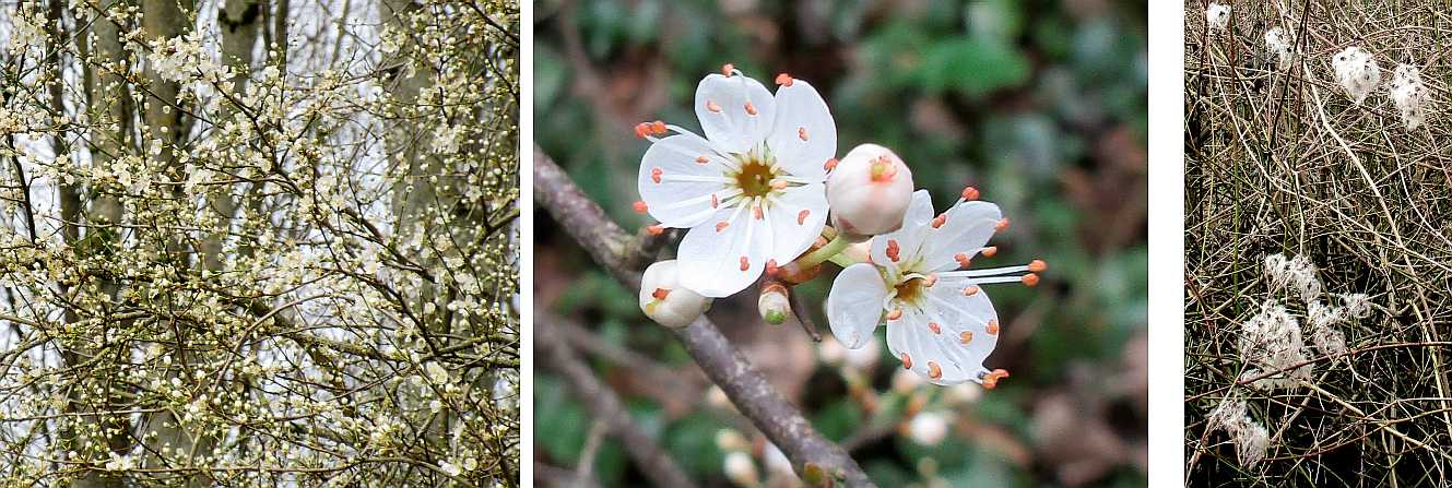 Blackthorn and old man's beard.