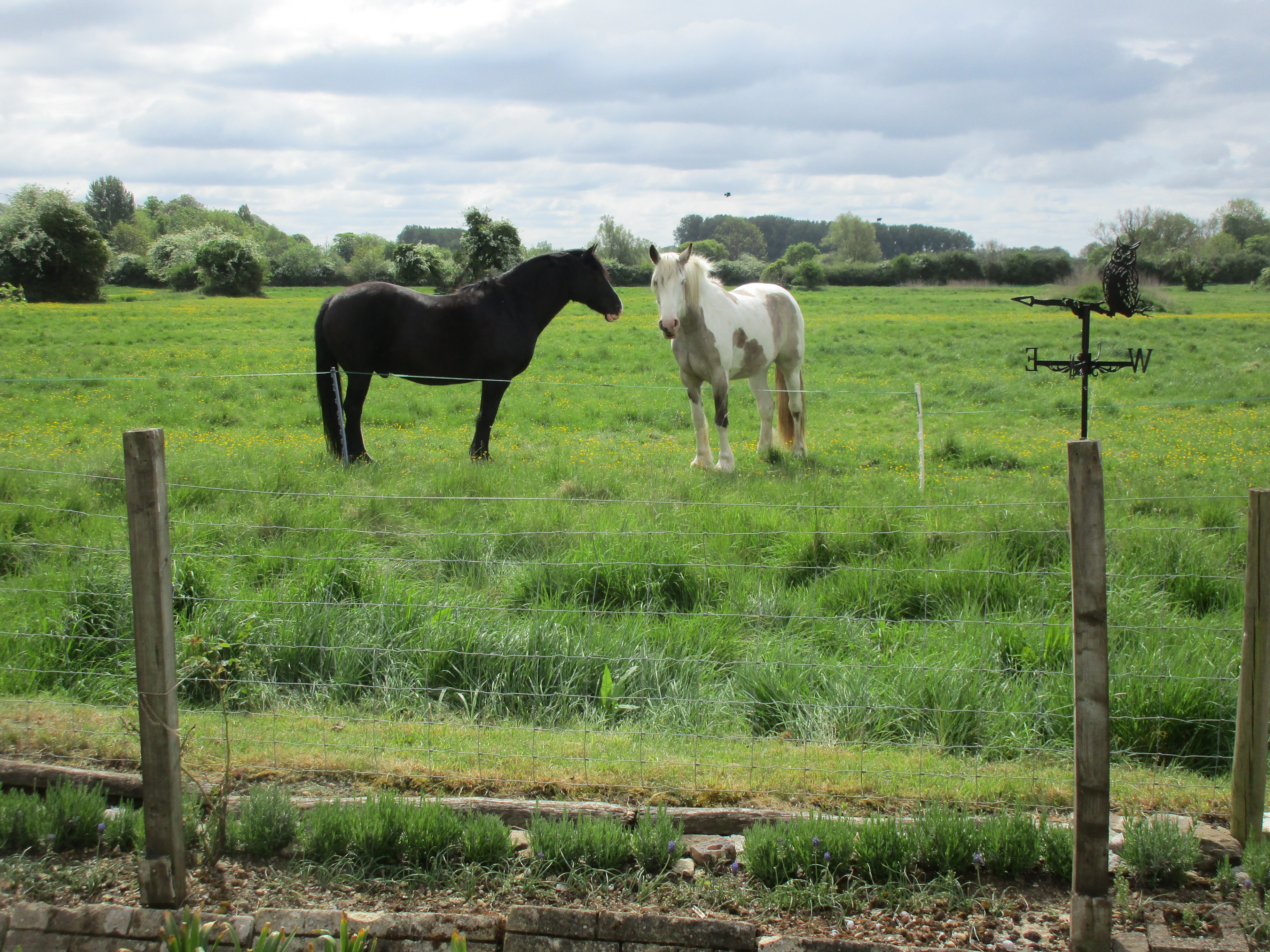 Two horses grazing.